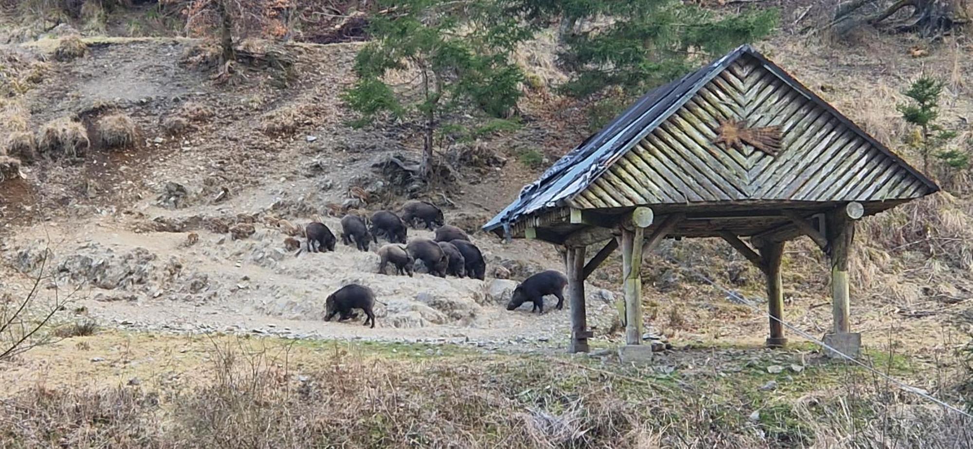 Ferienwohnung Schwarzer Hirsch Wieda Esterno foto