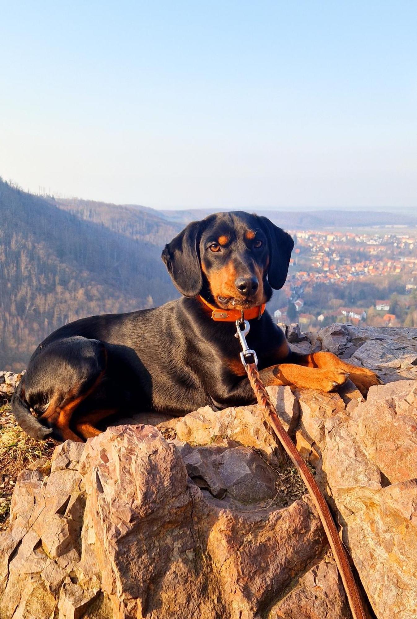 Ferienwohnung Schwarzer Hirsch Wieda Esterno foto